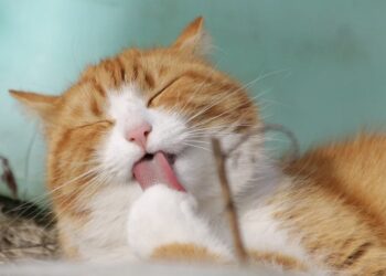 gato chupando