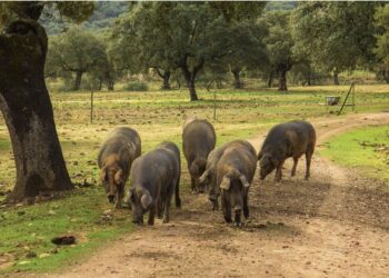 cerdos ibericos