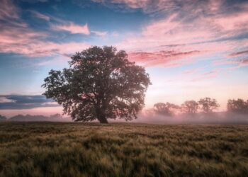 arbol naturaleza
