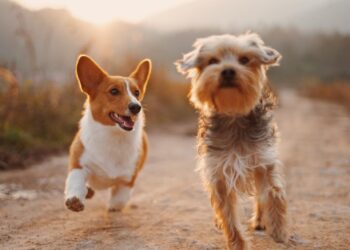 perros corriendo