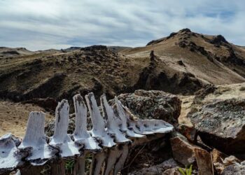 Nueva especie de dinosaurio es encontrada en Chile