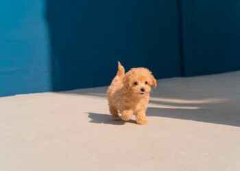 Cachorro