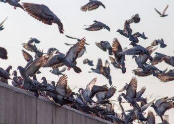 control de plagas de aves