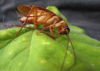 Cucaracha muerta