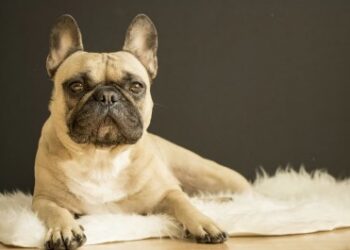El bulldog francés: uno de los más adorables amigos del hombre