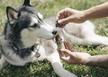 Mascotas: ¿cómo mimar a los consentidos de la casa?