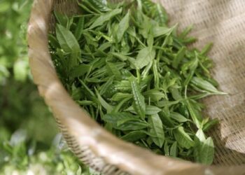 Té verde: es mucho mejor de lo que crees
