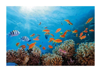 Papel pintado: ¿Es una buena solución?