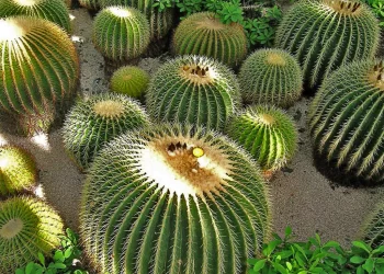 La Biznaga es más que una flor, es una tradición que te invita a disfrutar de la vida al máximo