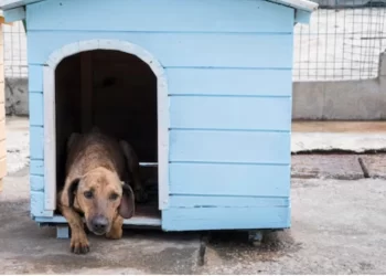 Perro-en-casita-de-madera-azul