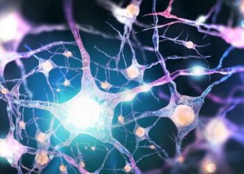 Cómo funciona la sinapsis en el cerebro