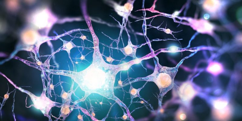 Cómo funciona la sinapsis en el cerebro