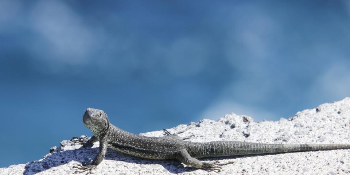 ¿Cómo repeler lagartijas?