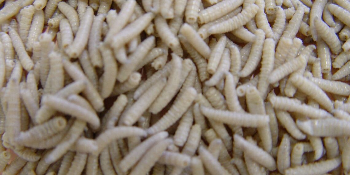 Gusanos blancos en la casa: son perjudiciales