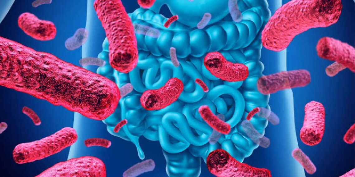 La flora intestinal es importante para el organismo