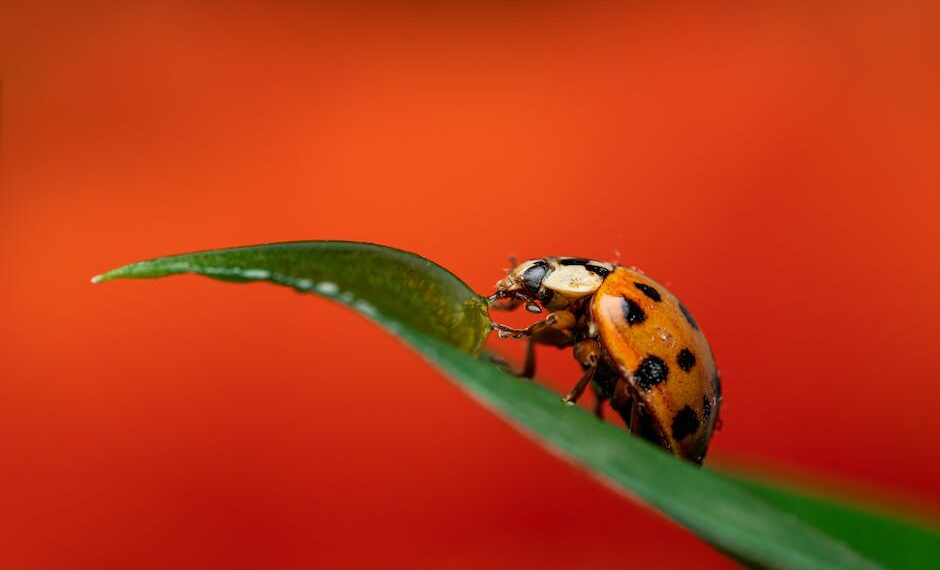 Dónde Ver la Temporada 6 de Miraculous Ladybug: Guía Definitiva