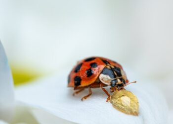 ¿Dónde Ver la Cuarta Temporada de Ladybug? Guía Completa y Actualizada