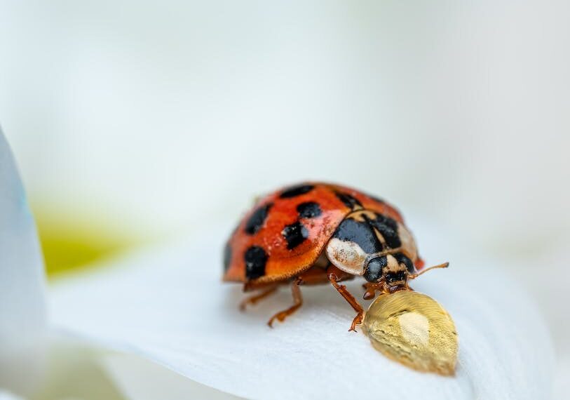 ¿Dónde Ver la Cuarta Temporada de Ladybug? Guía Completa y Actualizada